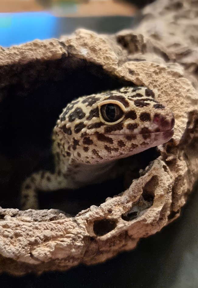Cola the Leopard Gecko
