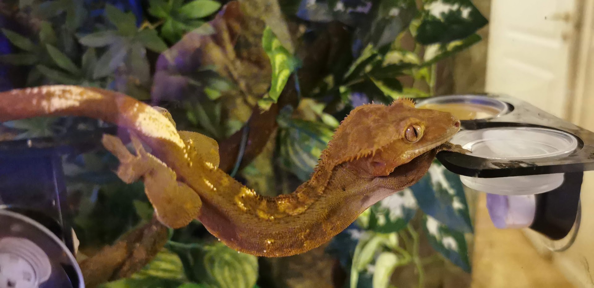 Kaffe the Crested Gecko