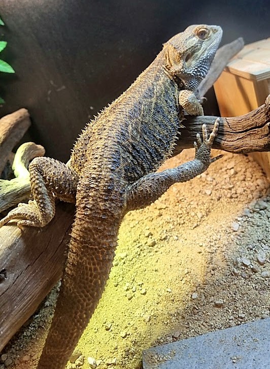 Steven the Bearded Dragon